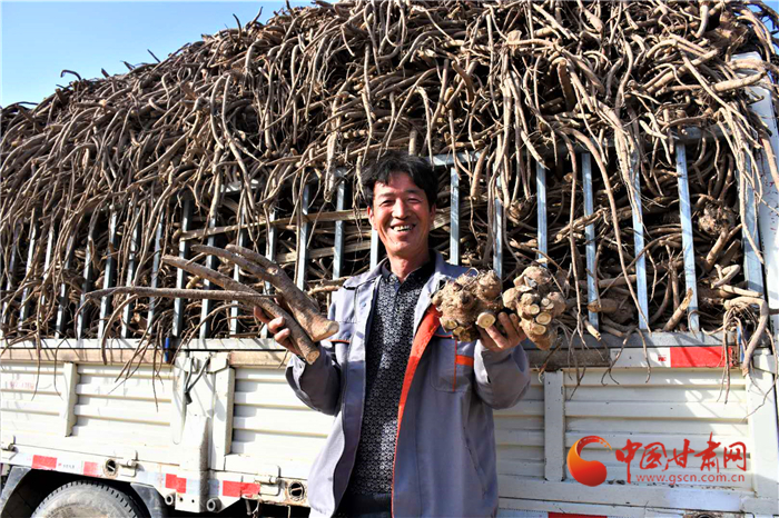 【決戰(zhàn)決勝脫貧攻堅】甘肅靜寧：鄉(xiāng)村種植藏木香 農戶闖出致富路