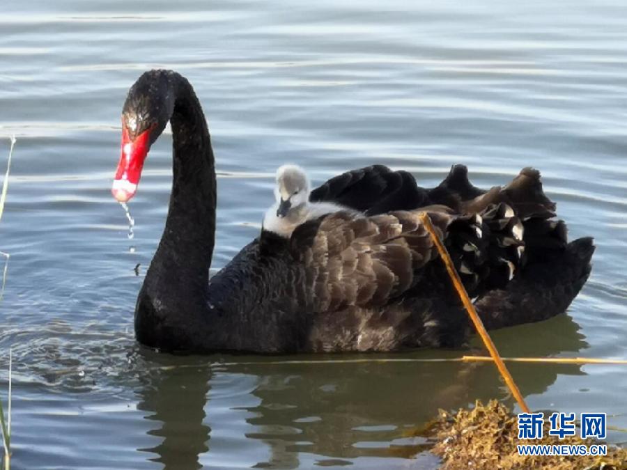 萌化了！黑天鵝寶寶出窩“游湖”