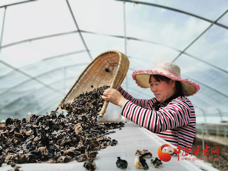 康縣：木耳菌袋結(jié)出脫貧致富的“幸?；ā?>
        </a><em>康縣：木耳菌袋結(jié)出脫貧致富的“幸?；ā?/em></li>
    <li><a  target=