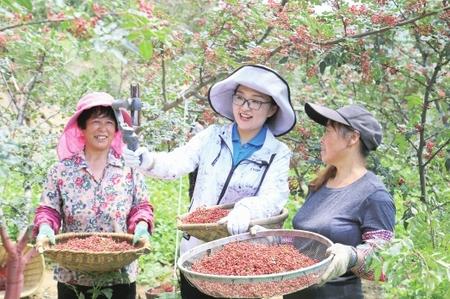 隴南武都：百萬(wàn)畝花椒豐收 直播銷(xiāo)售助農(nóng)增收