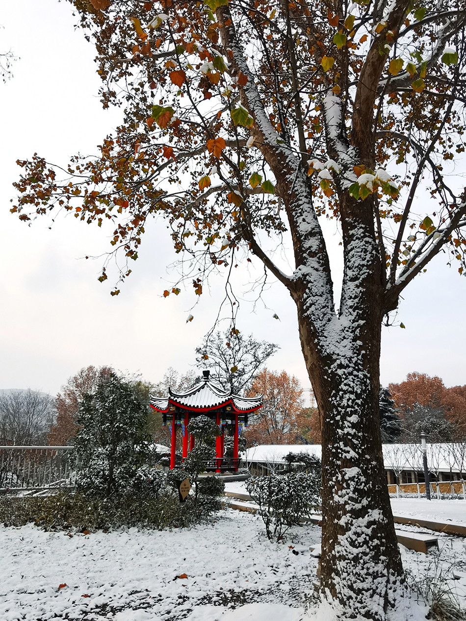 高清大圖|天水弘文園初雪，你喜歡嗎？