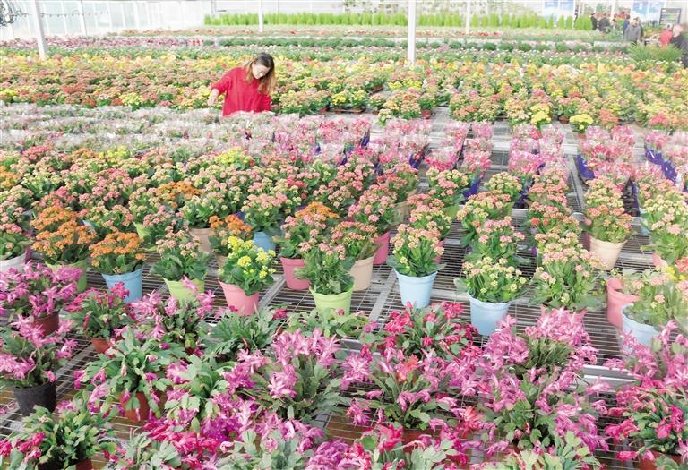 臨夏縣20多萬株水仙花、杜鵑、蝴蝶蘭等60多種花卉競相綻放