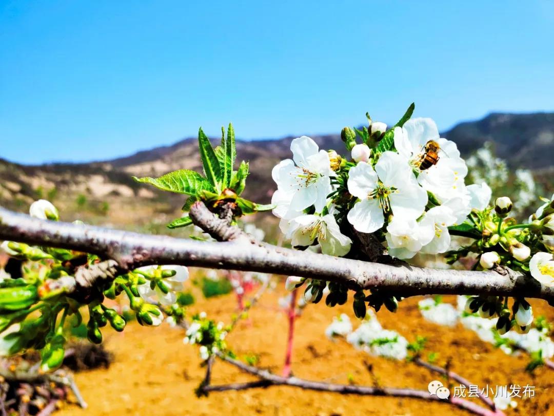 櫻花盛開(kāi)，小川西狹等您來(lái)踏青、賞花！