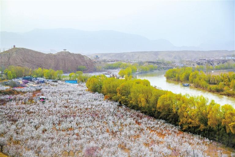甘肅旅游丨唐汪杏花開 楚楚等君來 在這里賞花看丹霞，美哉！