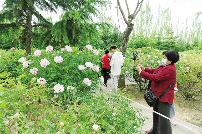 臨夏市北濱河路60里牡丹長廊里不同品種、顏色各異的牡丹花爭奇斗艷