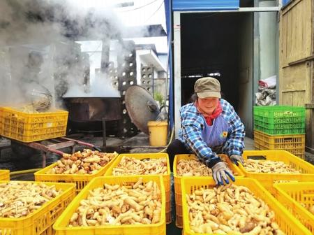 村民在康縣陽壩鎮(zhèn)陽壩村天麻種植大戶胡國強(qiáng)家加工天麻。