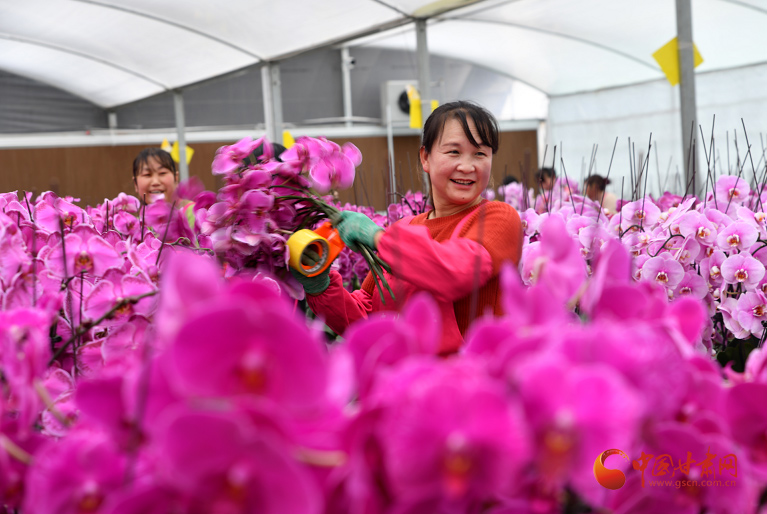 【小康圓夢·看甘肅】渭源：花卉產業(yè)綻放“美麗經濟”