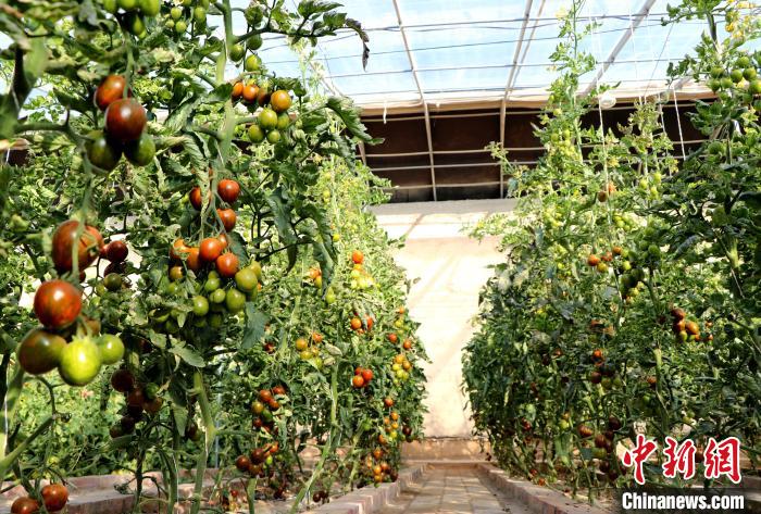 12月14日，甘肅省武威市民勤縣紅旗谷現(xiàn)代農(nóng)業(yè)產(chǎn)業(yè)園，溫棚內(nèi)“水果西紅柿”長(zhǎng)勢(shì)良好?！●R愛(ài)彬 攝