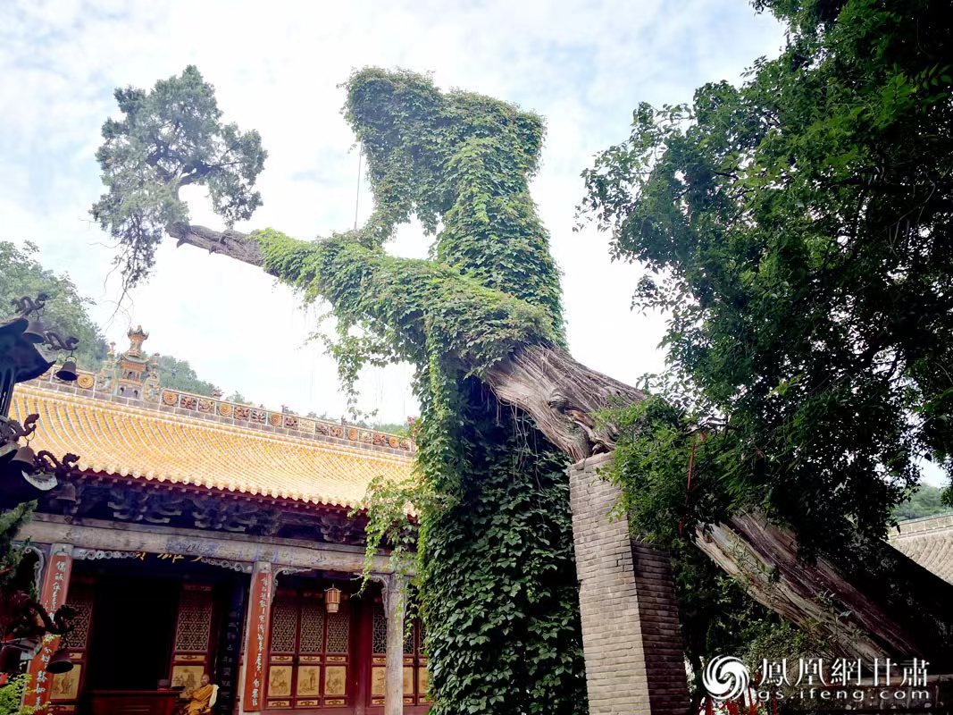 “山頭南郭寺，水號北流泉。老樹空庭得，清渠一邑傳?！倍鸥υ娭械摹袄蠘洹?，指的就是這株春秋古柏，為南郭寺的“鎮(zhèn)寺之寶”。胡江 攝