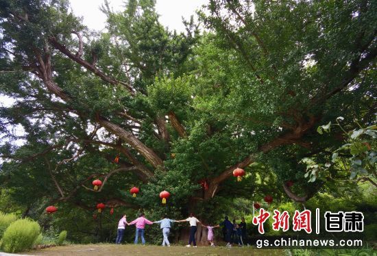 隴南徽縣境內(nèi)最古老的銀杏樹。當(dāng)?shù)貍髡f(shuō)，它已有千年樹齡。（資料圖）殷春永 攝