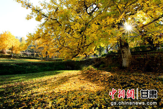 隴南徽縣銀杏樹最美的時(shí)候，當(dāng)屬每年的10月至11月。圖為樹葉已染黃的銀杏樹。張承榮 攝