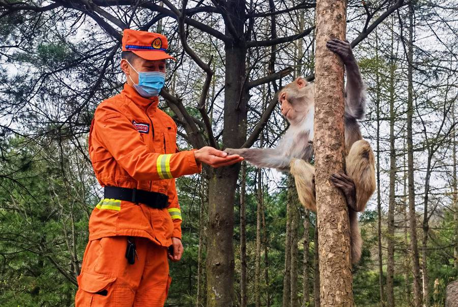 【甘快看】嗨！你好！甘肅隴南森林消防員巡護途中偶遇野生獼猴群