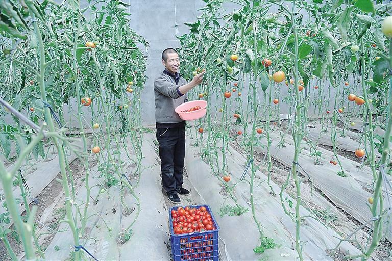 臨夏縣尹集、刁祁鎮(zhèn)易地扶貧搬遷后續(xù)產(chǎn)業(yè)園有日光溫室534座