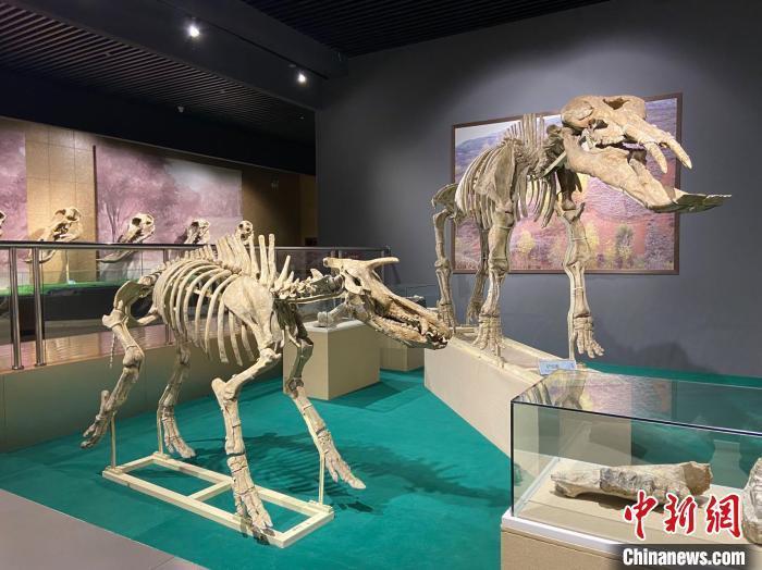 圖為5月底，和政縣古動物化石博物館內修復后的古生物化石?！「哒?攝