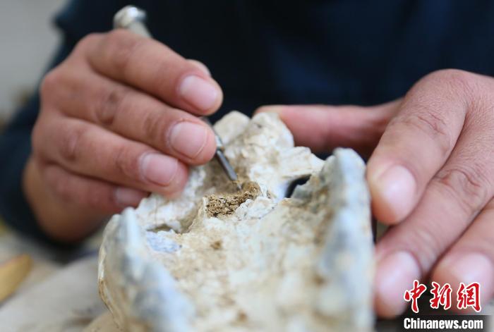 2022年6月，在和政古動(dòng)物化石博物館內(nèi)，古生物化石修復(fù)師對(duì)化石進(jìn)行修復(fù)。(資料圖) 高展 攝