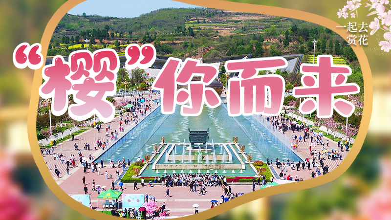 海報|春色爛漫，一組海報“云賞”櫻花盛開