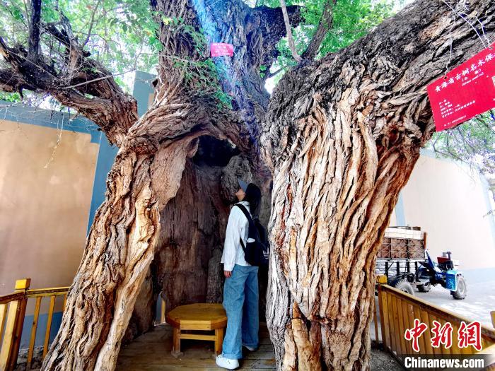 青海海東市阿河灘地質(zhì)文化村：古樹新枝、丹山碧水