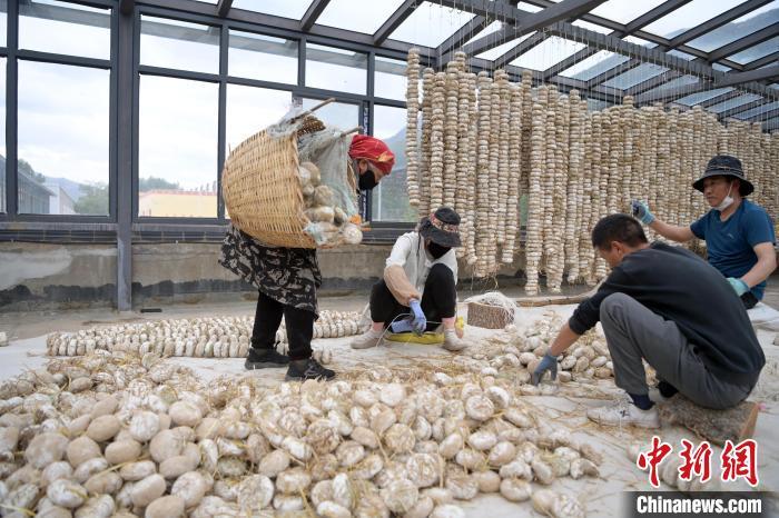 5月10日，甘肅省甘南藏族自治州迭部縣一青稞酒廠(chǎng)，工作人員用青稞面和青稞草等制成的曲坯用繩子串起來(lái)，方便掛起來(lái)曬干。九美旦增　攝