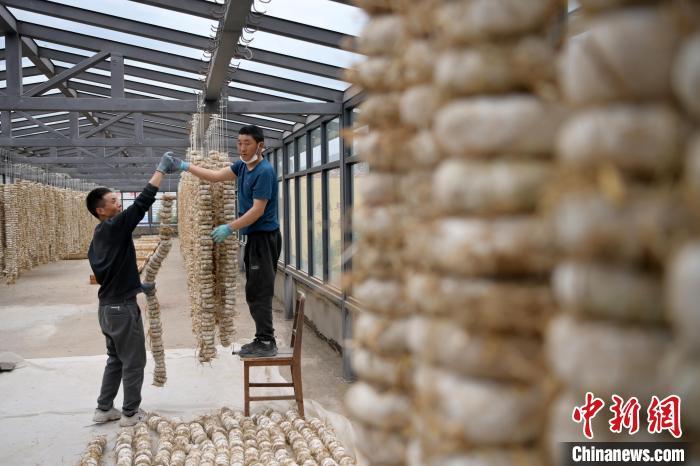 圖為5月10日，工作人員將用青稞面和青稞草等制成的曲坯用繩子串起來(lái)晾曬。九美旦增　攝