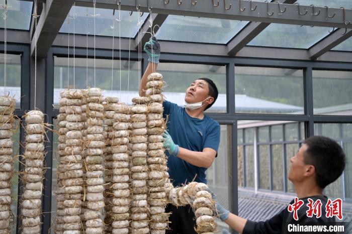 圖為5月10日，工作人員將用青稞面和青稞草等制成的曲坯用繩子串起來(lái)晾曬。九美旦增　攝