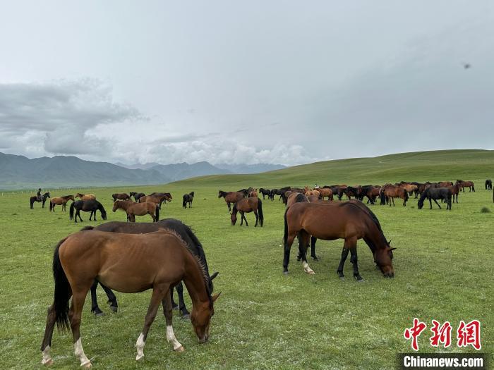 7月中旬，在山丹馬場草原上吃草的“山丹馬”?！〈魑牟?攝